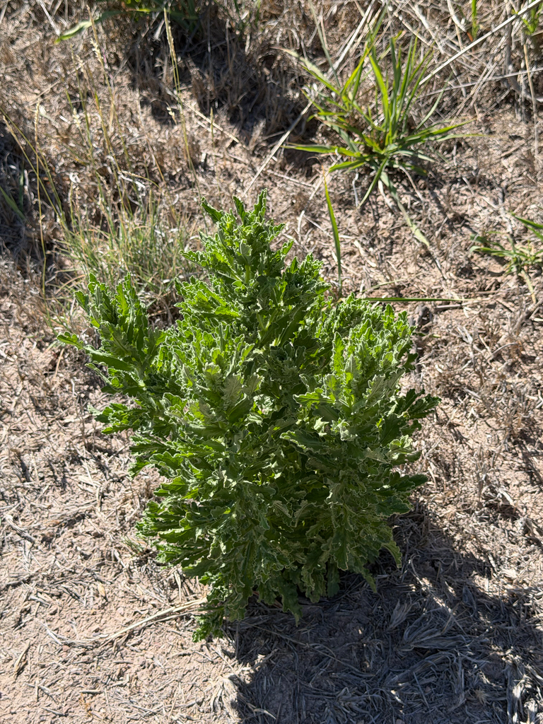 Laennecia coulteri (Coulter's horseweed), native California herb