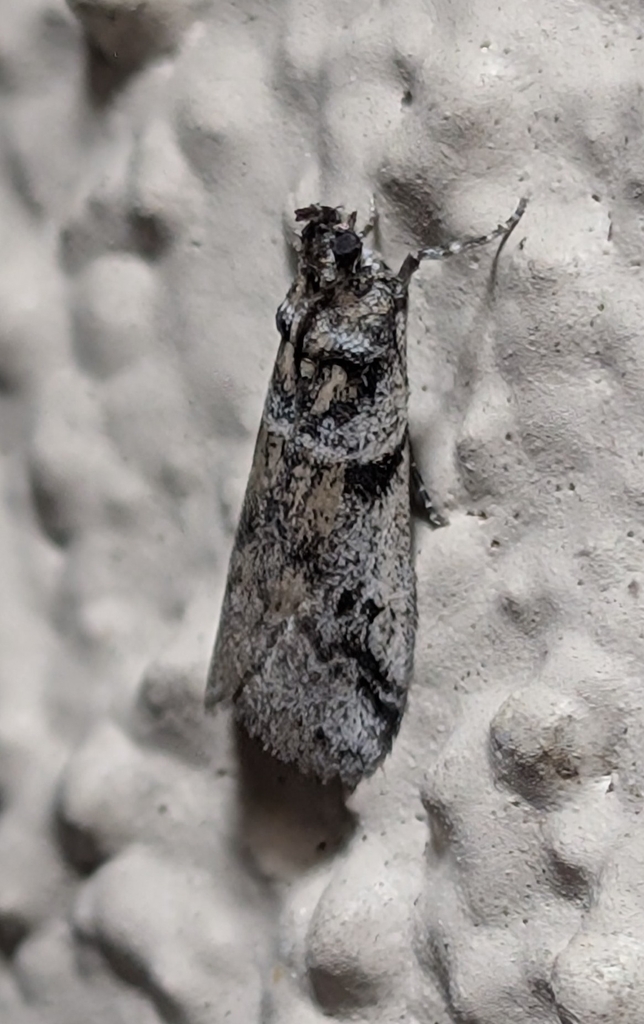 Laetilia dilatifasciella, California species