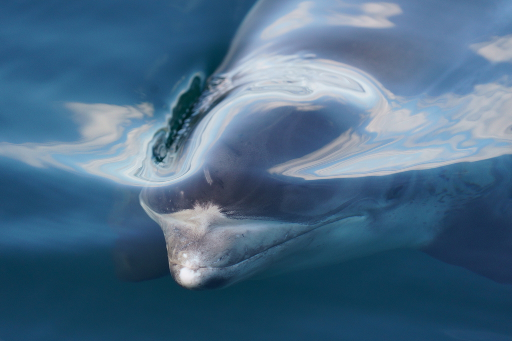 Lagenorhynchus obliquidens (Pacific White-sided Dolphin), California species