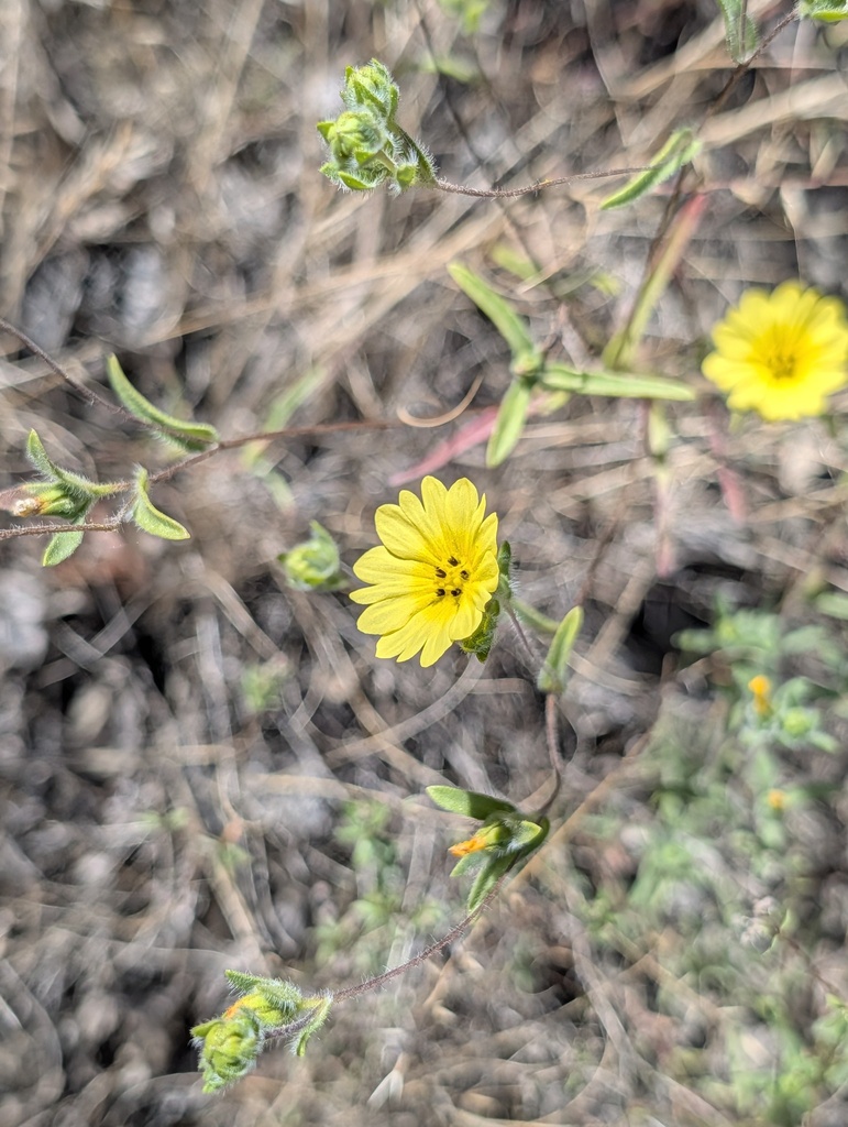 Lagophylla diabolensis (Diablo Range hare-leaf), native California herb