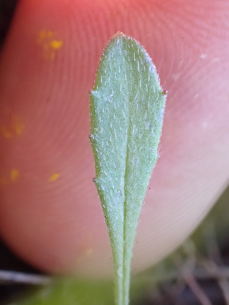 Lagophylla dichotoma (Forked hareleaf), native California herb