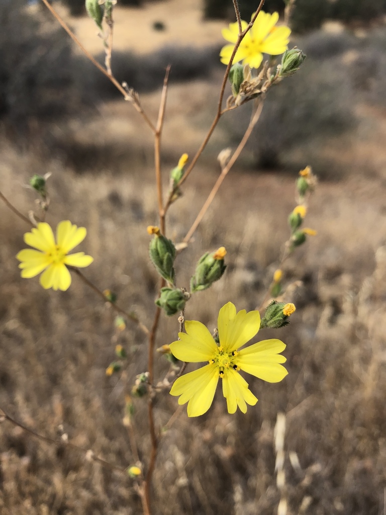 Lagophylla glandulosa (Glandular hareleaf), native California herb