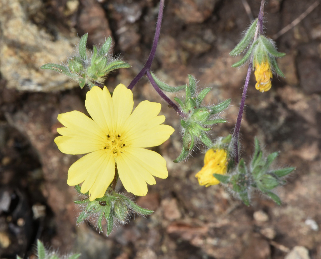Lagophylla minor (Lesser hareleaf), native California herb