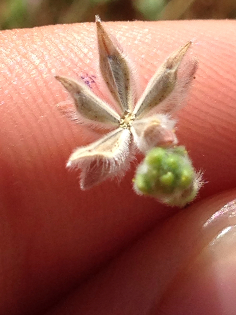 Lagophylla ramosissima (Branched lagophylla), native California herb