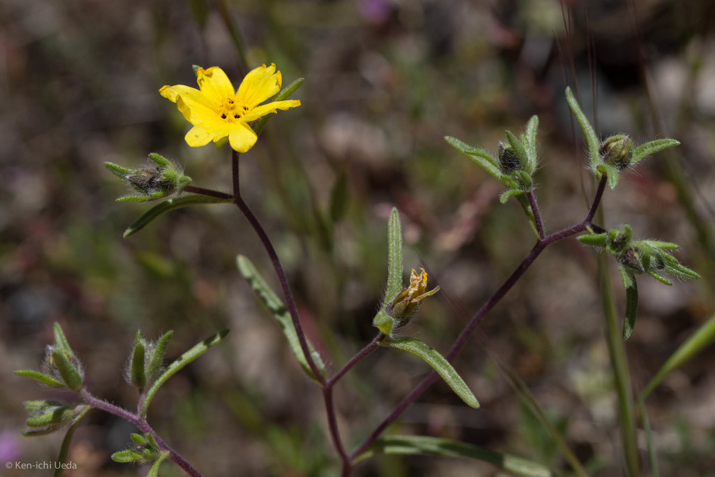 Lagophylla sp. (Hare-leaf), native California annual