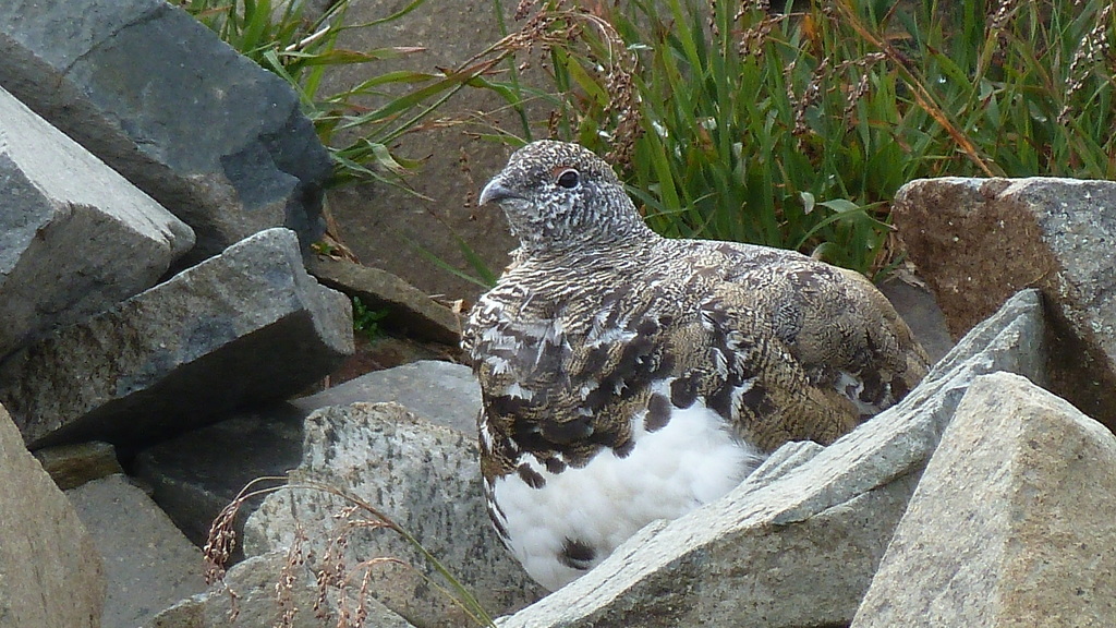 Lagopus leucura rainierensis (Mt. Rainier white-tailed ptarmigan), California species