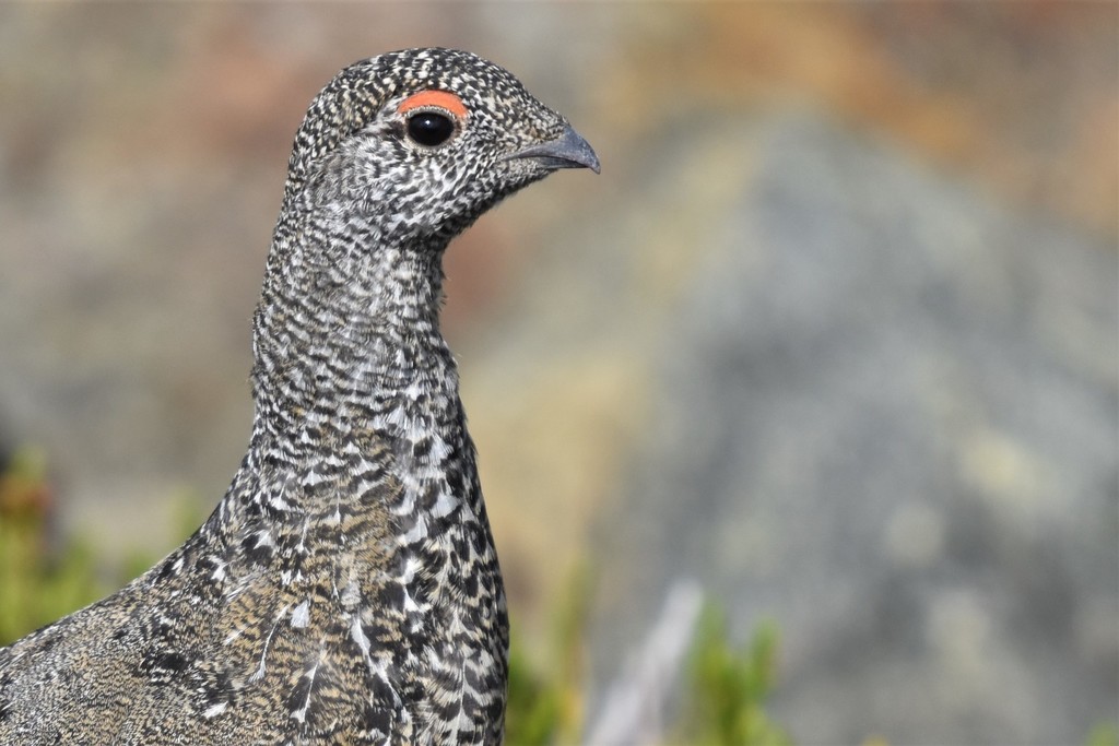 Lagopus leucura (White-tailed Ptarmigan), California species
