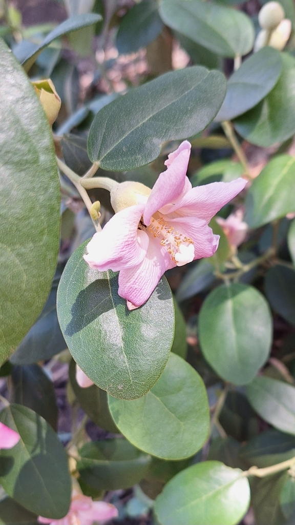 Lagunaria patersonia (Norfolk island hibiscus), non-native California shrub / tree