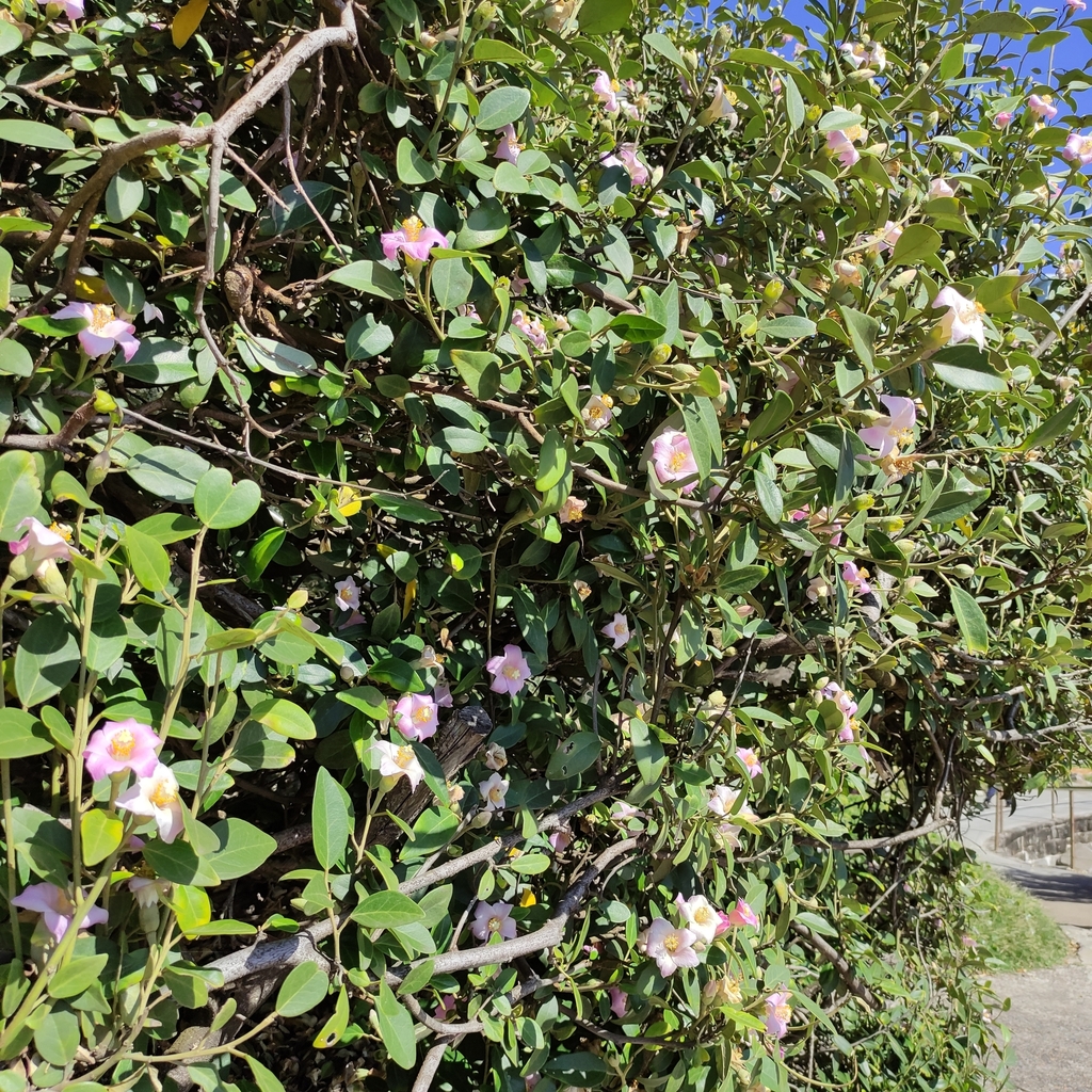 Lagunaria sp., non-native California annual