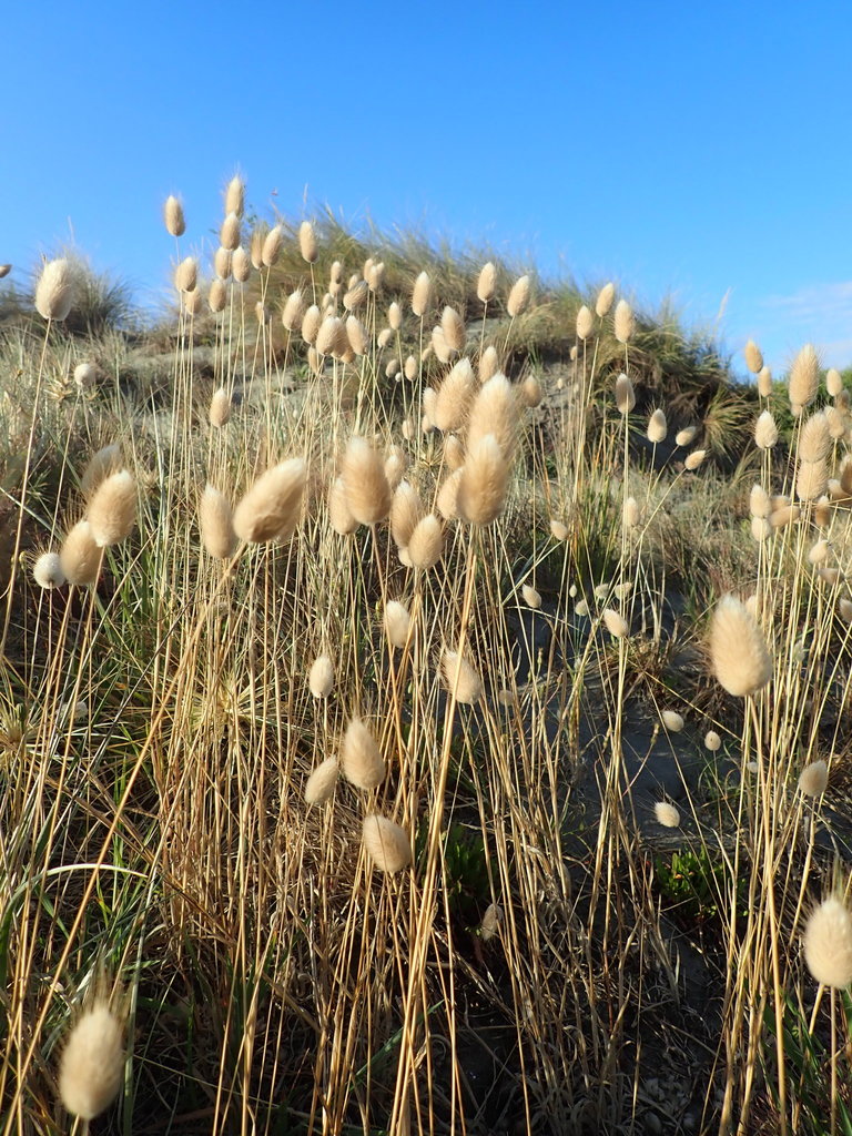 Lagurus ovatus (Hare's tail grass), non-native California grass