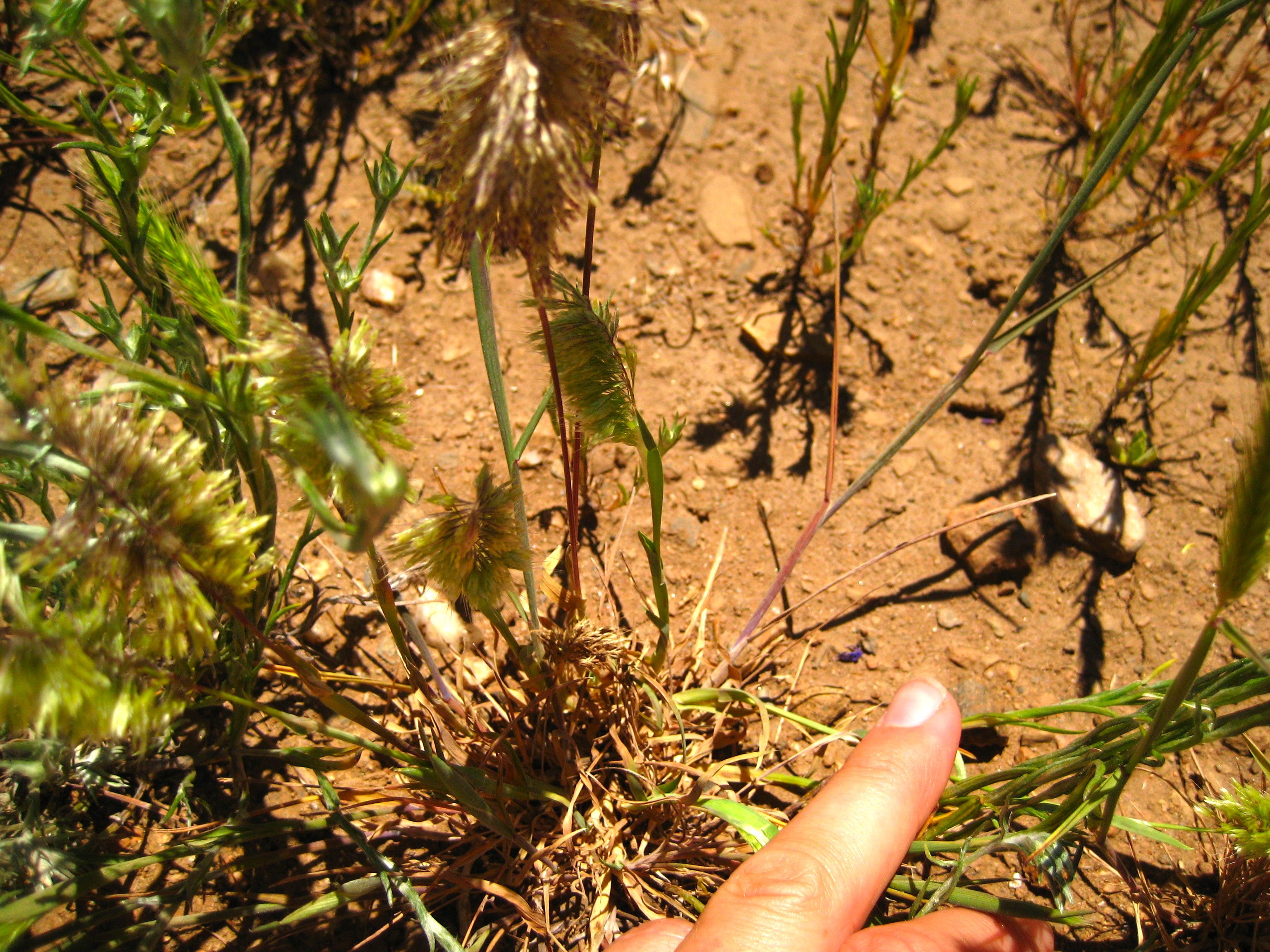 Lamarckia aurea (Goldentop grass), non-native California grass