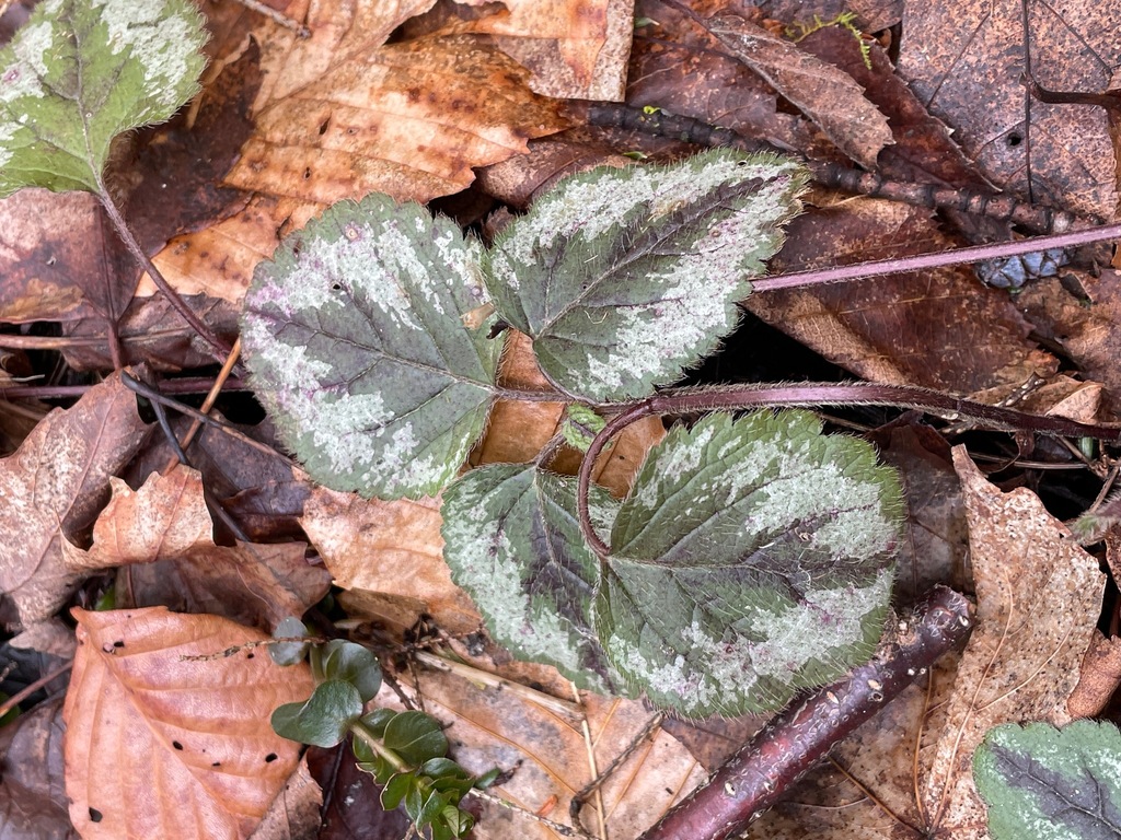Lamiastrum galeobdolon (Yellow archangel), non-native California herb