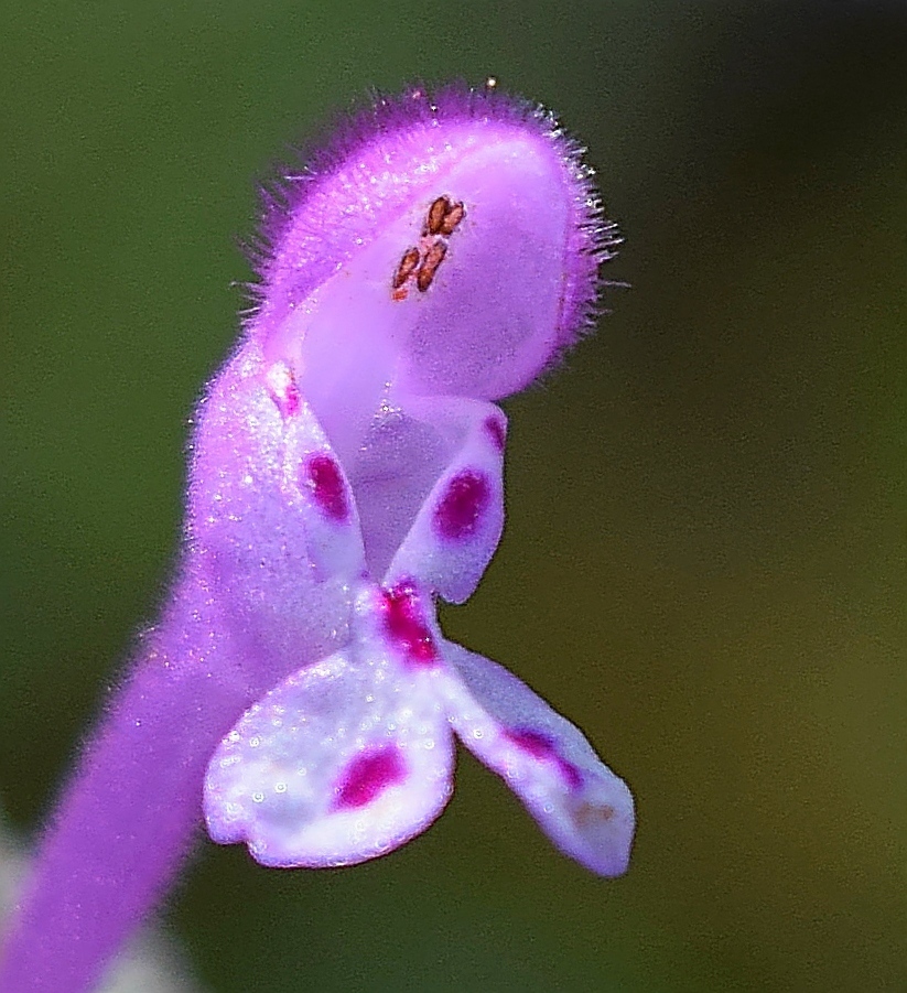 Lamium amplexicaule (Henbit), non-native California herb