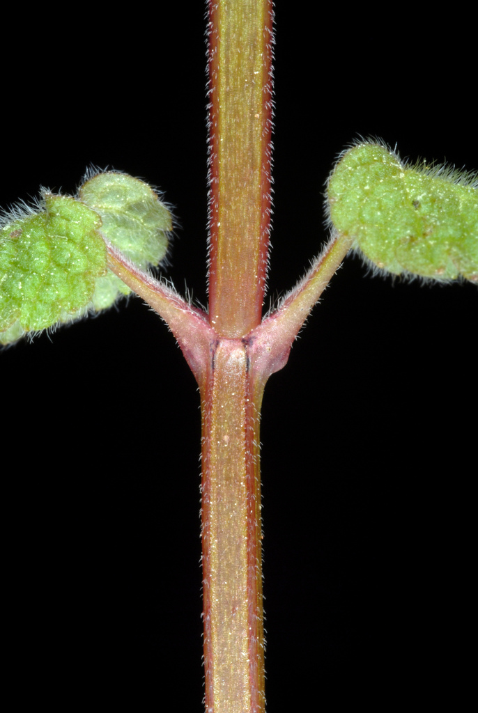 Lamium purpureum (Henbit), non-native California herb