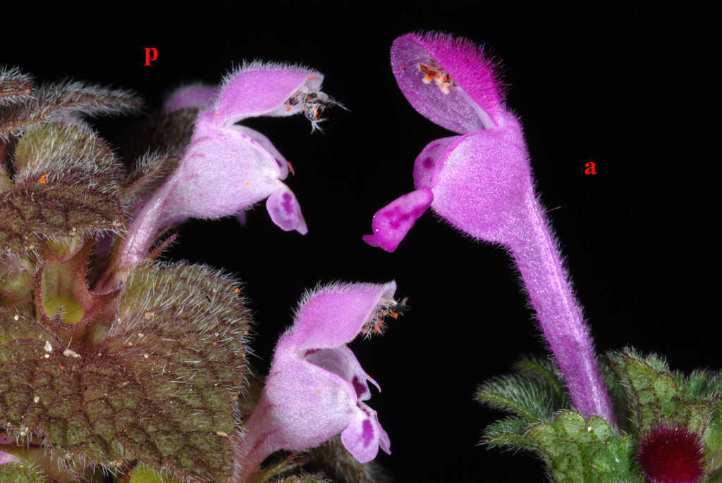 Lamium sp. (Dead nettle), non-native California perennial