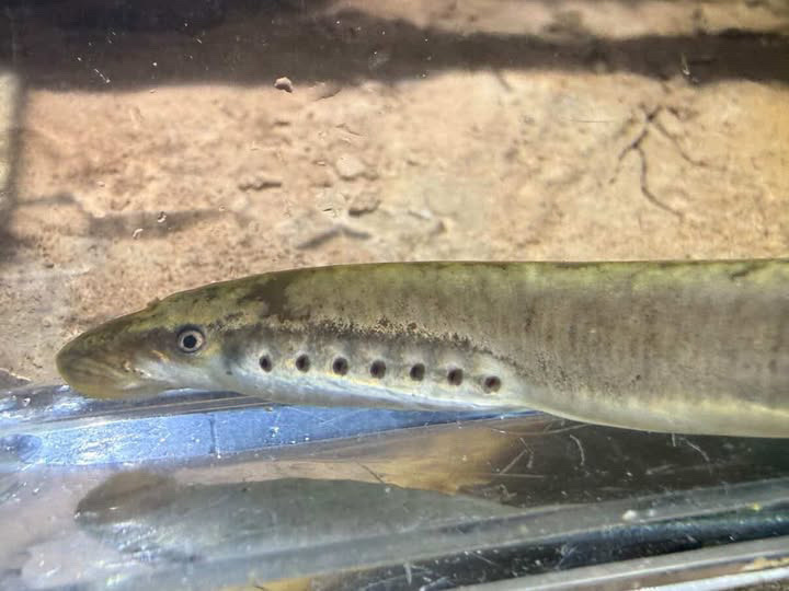 Lampetra richardsoni (Western brook lamprey), California species