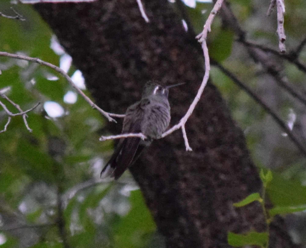 Lampornis clemenciae (Blue-throated Hummingbird), California species
