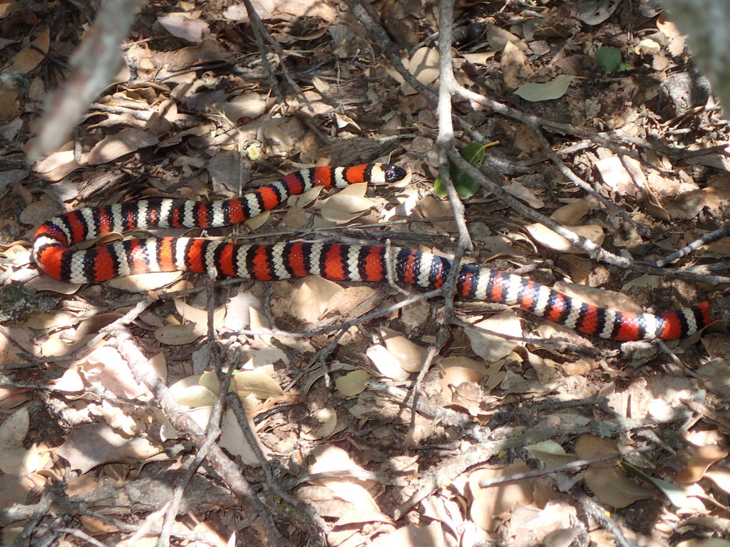 Lampropeltis multifasciata (Coast Mountain Kingsnake), California species