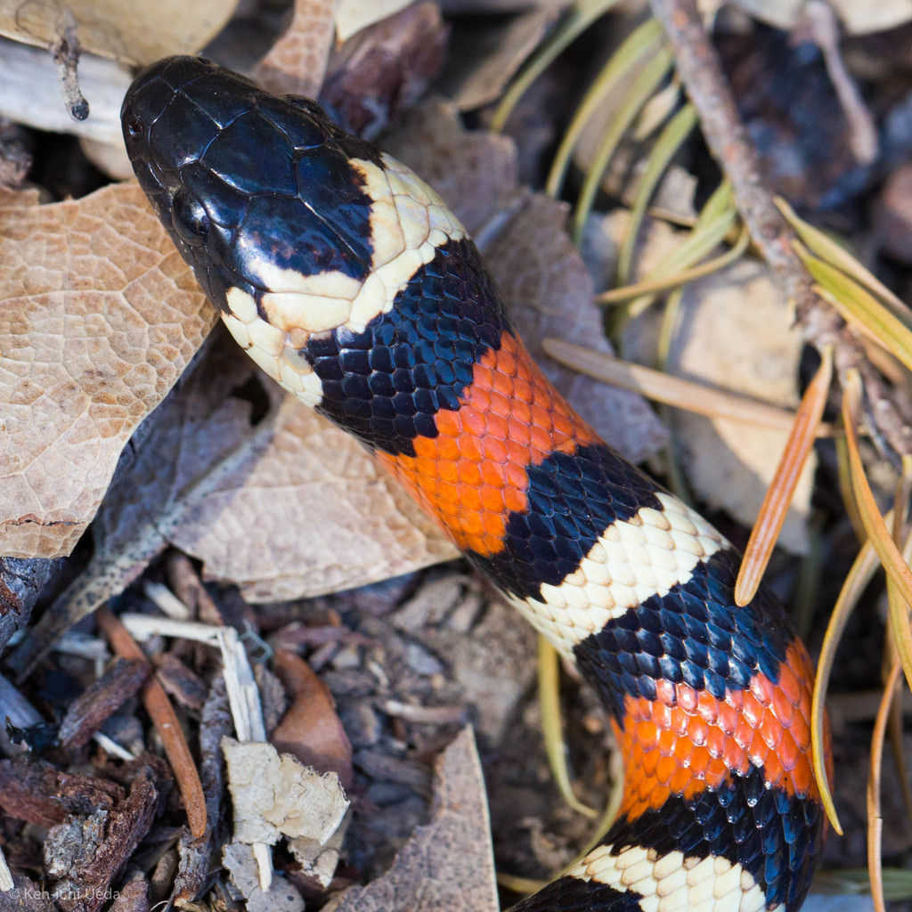 Lampropeltis zonata ssp. (pulchra) (California mountain kingsnake (San Diego population)), California species