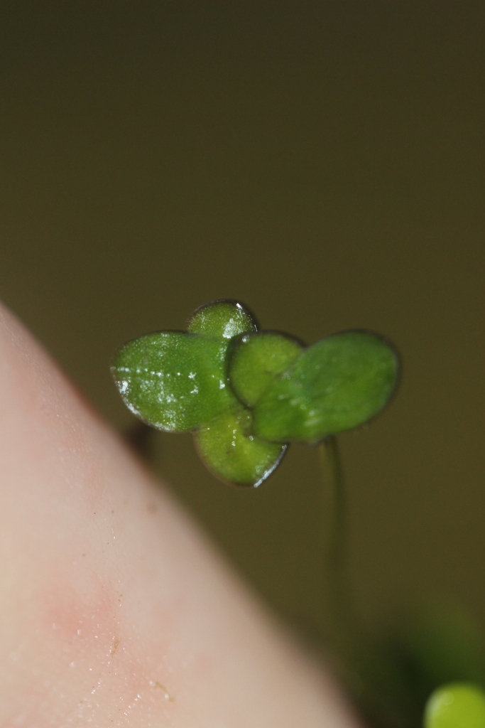 Landoltia punctata (Dotted duckmeat), native California herb