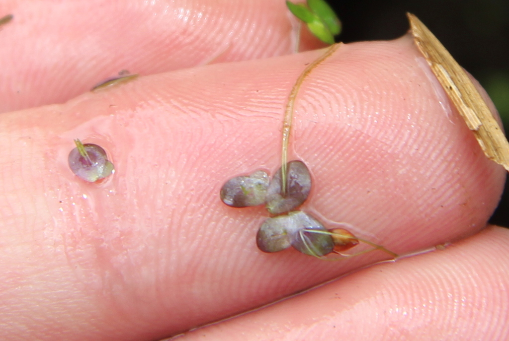 Landoltia sp. (Dotted duckmeat), native California perennial