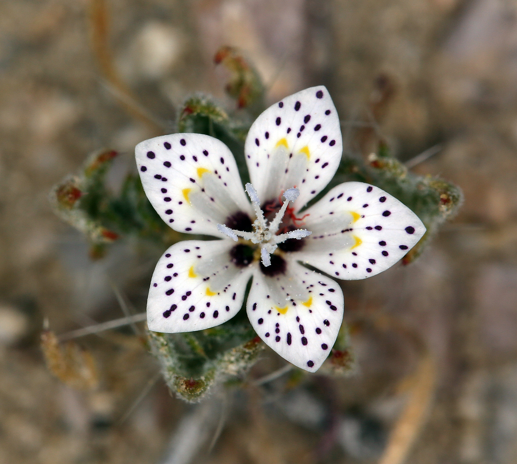 Langloisia setosissima subsp. setosissima (Bristly langloisia), native California herb