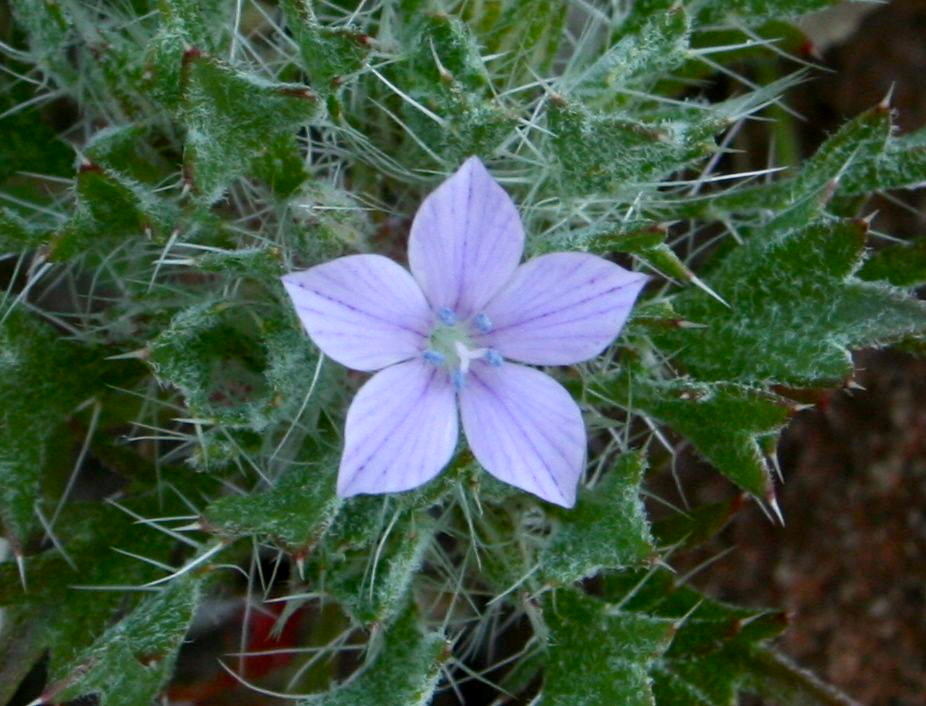 Langloisia setosissima (Bristly langloisia), native California herb