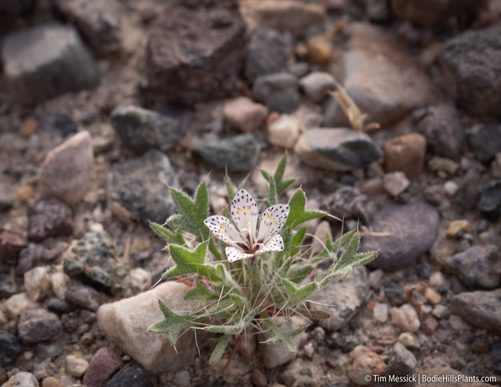 Langloisia sp., native California perennial