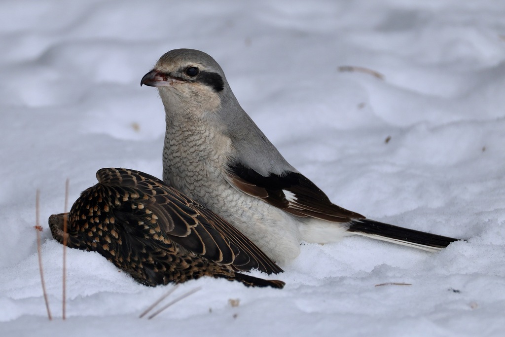 Lanius borealis (Northern Shrike), California species