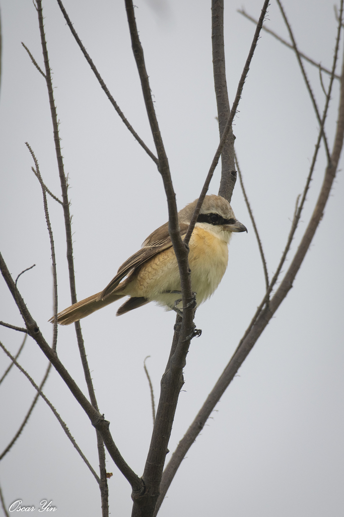 Lanius cristatus (Brown Shrike), California species