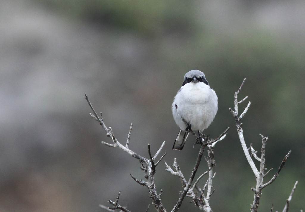 Lanius ludovicianus anthonyi (Island Loggerhead Shrike), California species