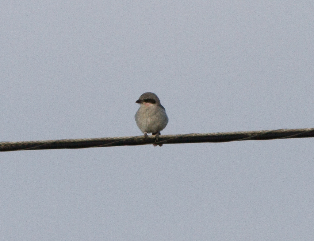 Lanius ludovicianus mearnsi (San Clemente loggerhead shrike), California species
