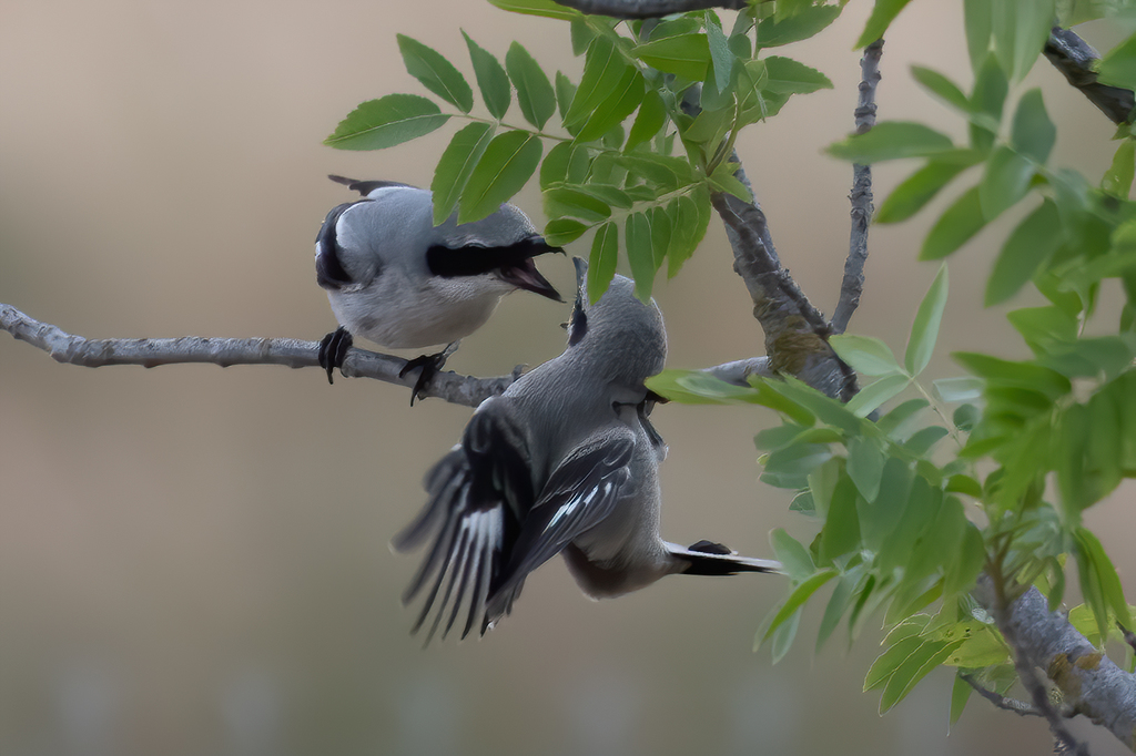 Lanius ludovicianus (Loggerhead Shrike), California species