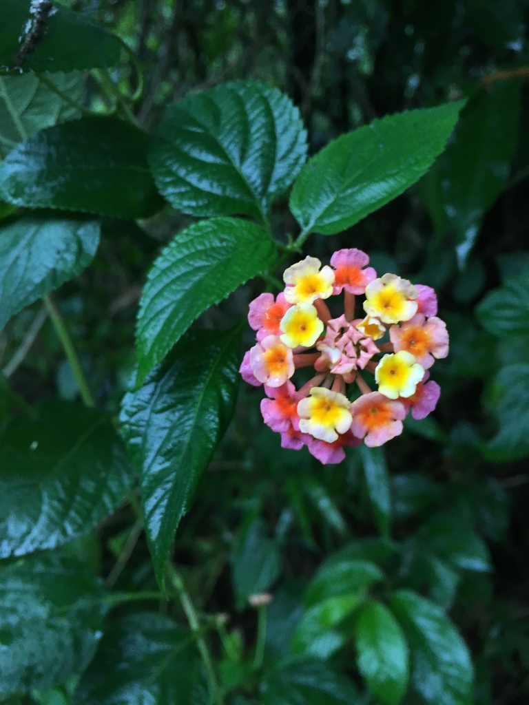 Lantana camara (Lantana), non-native California shrub