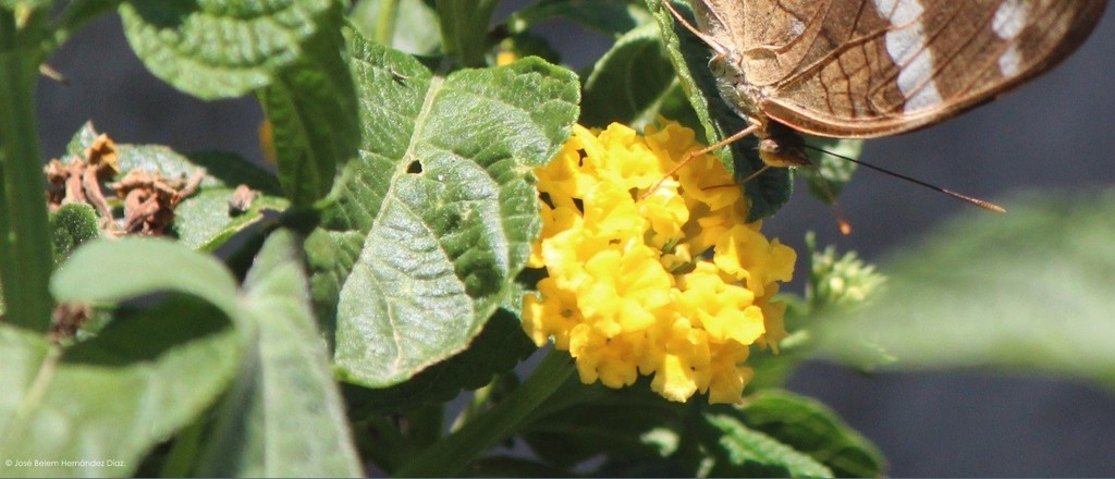 Lantana montevidensis (Trailing lantana), non-native California shrub