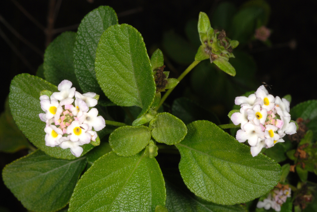 Lantana sp., non-native California annual