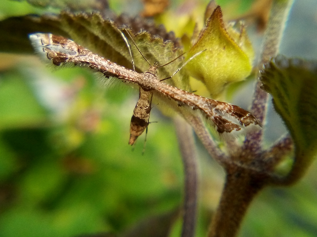 Lantanophaga pusillidactyla (Lantana Plume Moth), California species