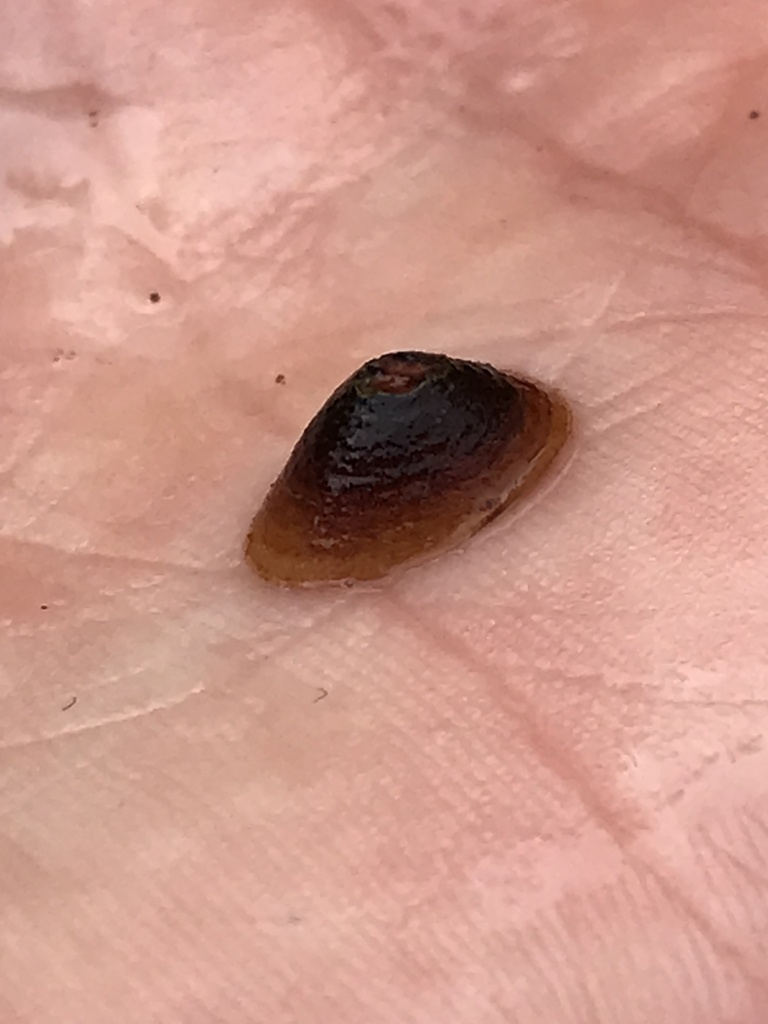 Lanx patelloides (Kneecap Lanx), California species