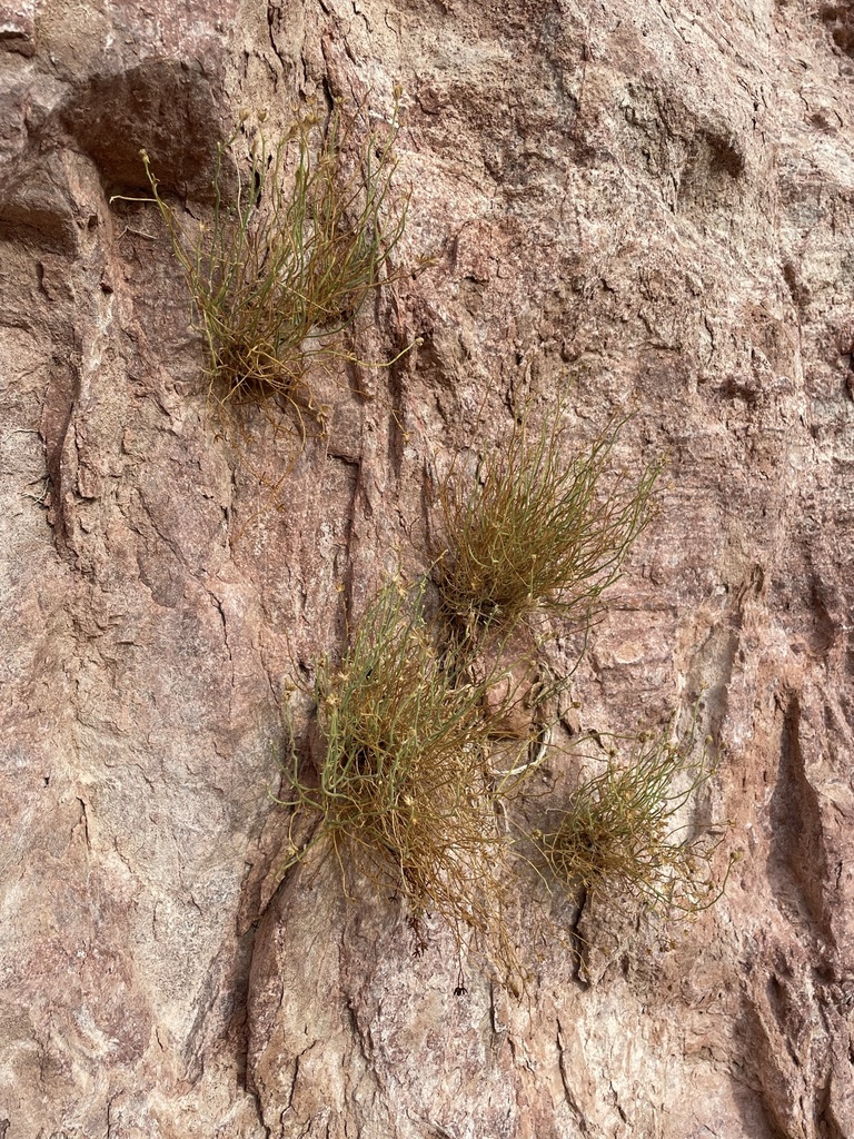 Laphamia intricata (Desert rock daisy), native California subshrub