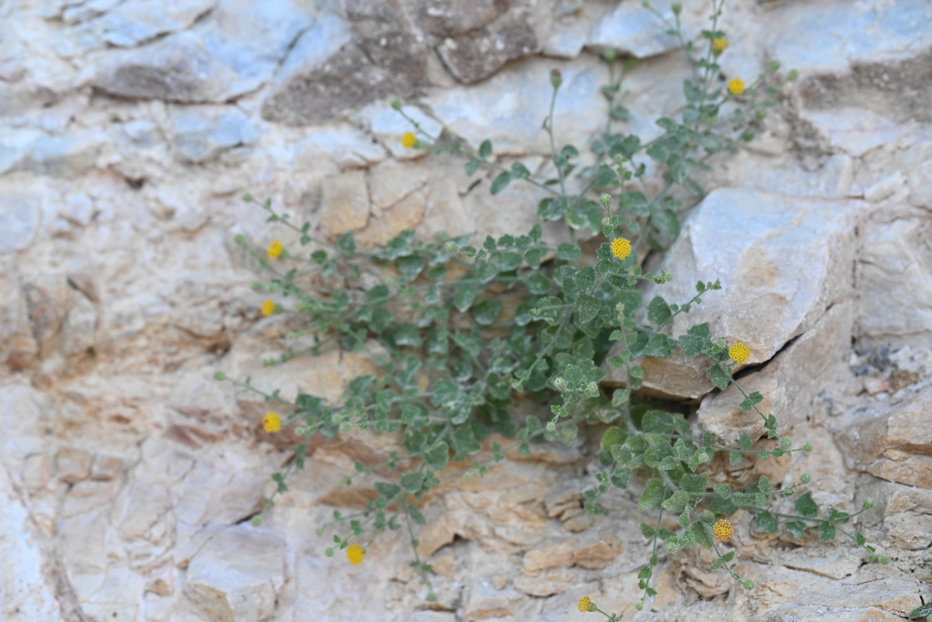 Laphamia inyoensis (Inyo rock daisy), native California subshrub