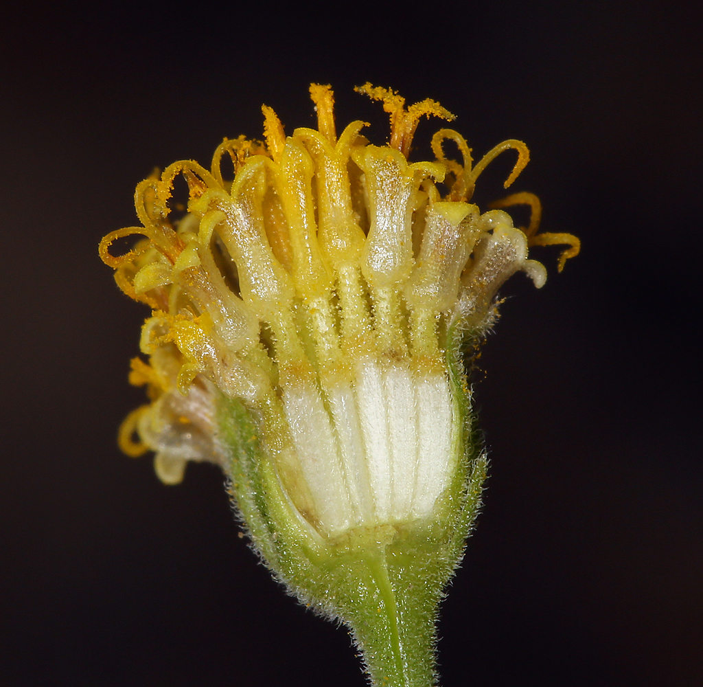 Laphamia megalocephala, native California shrub