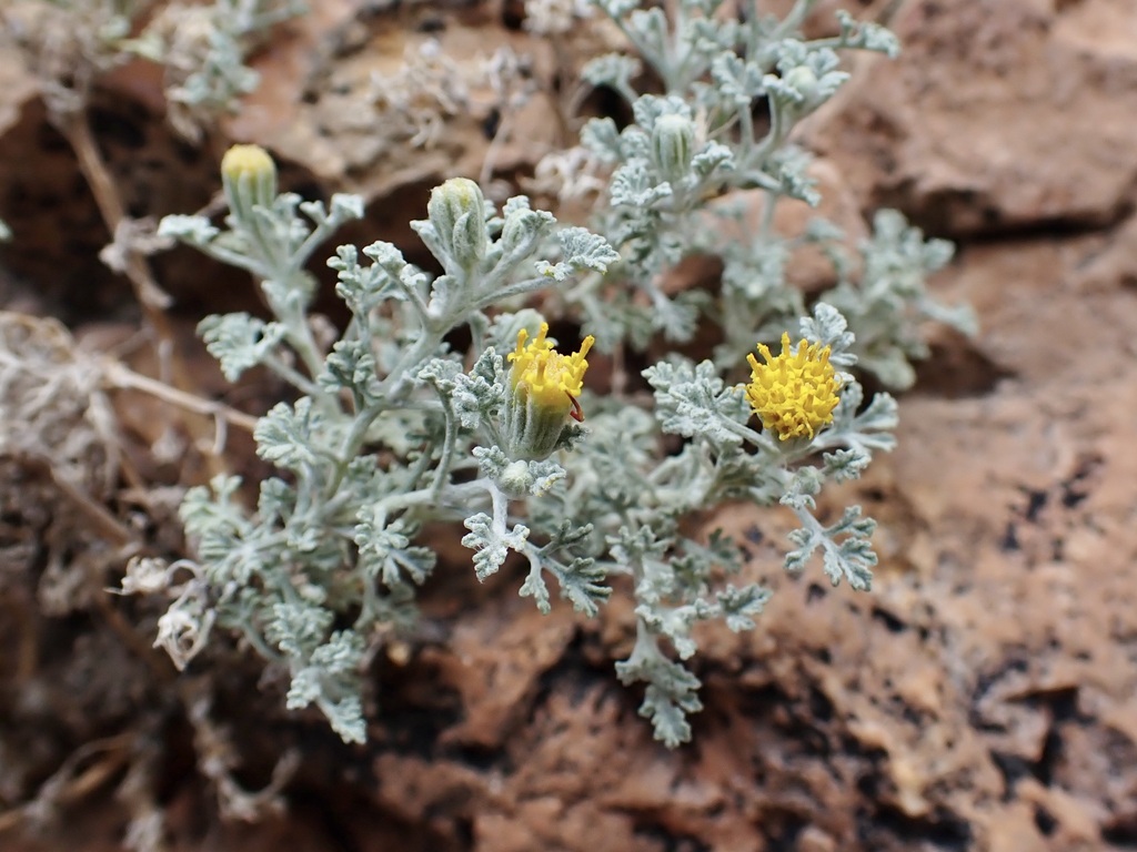 Laphamia sp. (Rock daisy), California perennial