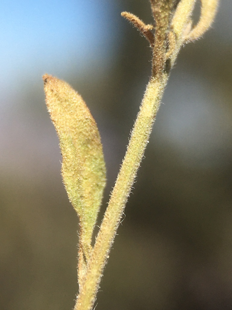 Laphamia villosa (Hanaupah rock daisy), native California subshrub