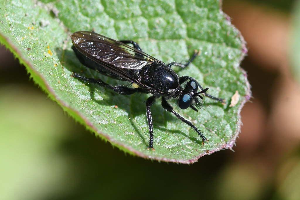Laphria franciscana, California species