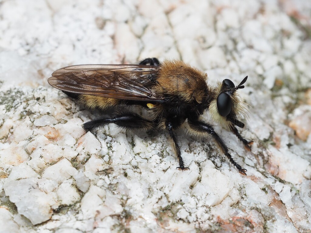 Laphria posticata (Boreal Laphria), California species