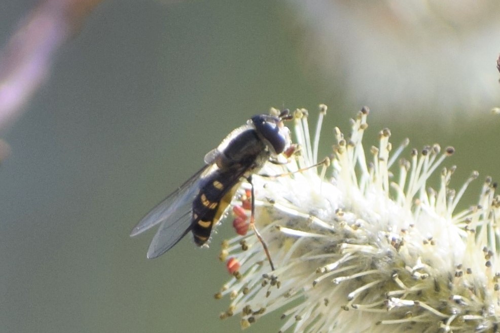Lapposyrphus lapponicus (Common Loopwing Aphideater), California species