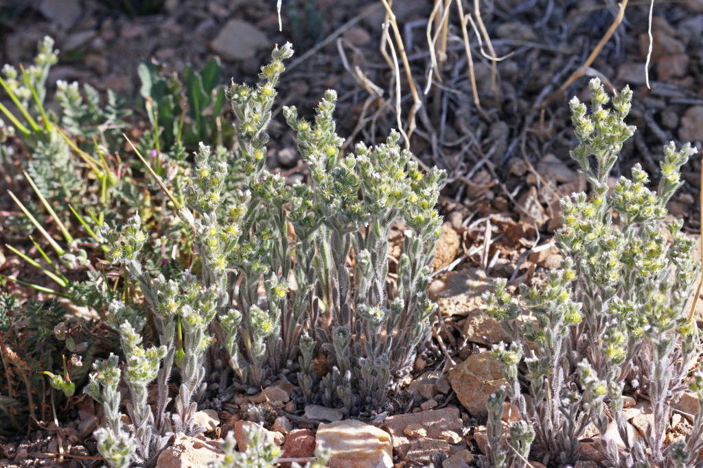 Lappula redowskii var. redowskii (Western stickseed), native California annual