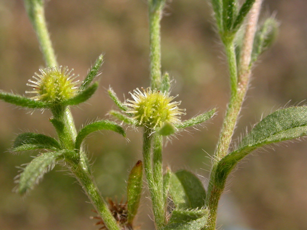 Lappula squarrosa (Two-rowed stickseed), non-native California herb