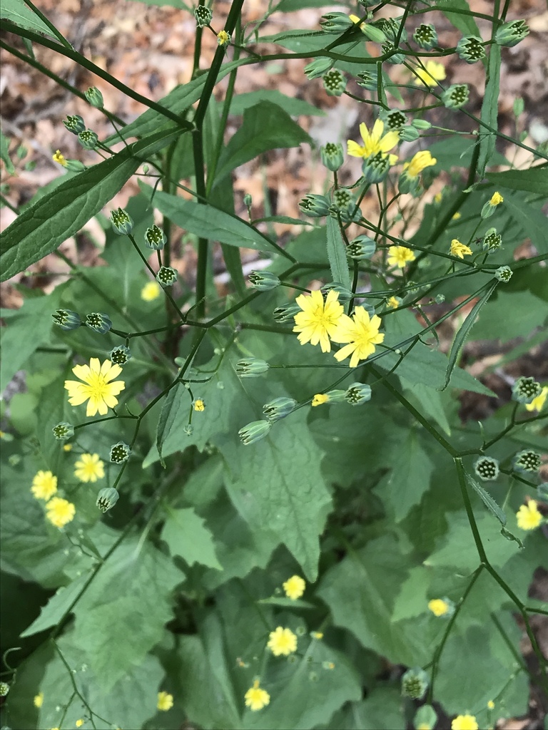 Lapsana communis (Common nipplewort), non-native California herb
