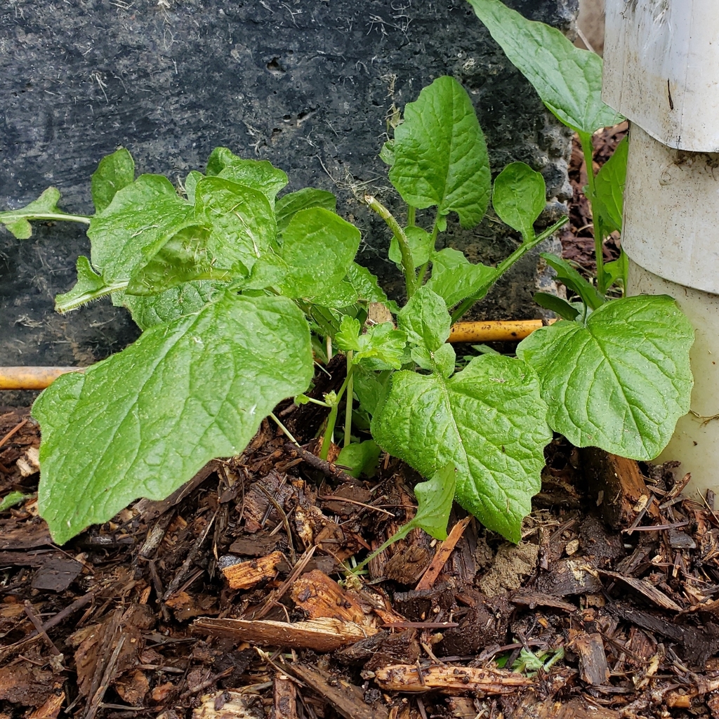 Lapsana sp. (Nipplewort), non-native California annual